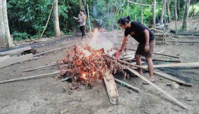 Arena Judi Sabung Ayam di Suli di Bongkar, di Walenrang Menelan Korban, Satu Orang Terluka dan Satu Orang Meninggal Dunia