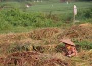 64 Desa di Kabupaten Luwu Masuk Kategori Rawan Pangan, Meningkat Signifikan dari Tahun Sebelumnya