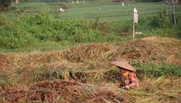 64 Desa di Kabupaten Luwu Masuk Kategori Rawan Pangan, Meningkat Signifikan dari Tahun Sebelumnya