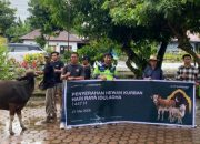 Hari Raya Iduladha, MDA Salurkan 34 Hewan Kurban yang Menjangkau 21 Desa di Wilayah Operasional