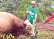 Perkuat Kepedulian dan Empati Terhadap Masyarakat, PT Vale Salurkan Enam Ekor Sapi Kurban