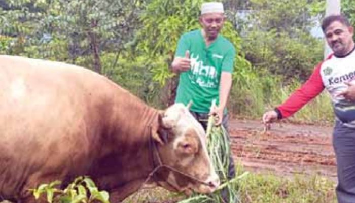 Perkuat Kepedulian dan Empati Terhadap Masyarakat, PT Vale Salurkan Enam Ekor Sapi Kurban