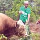 sapi kurban PT Vale e1780030945729