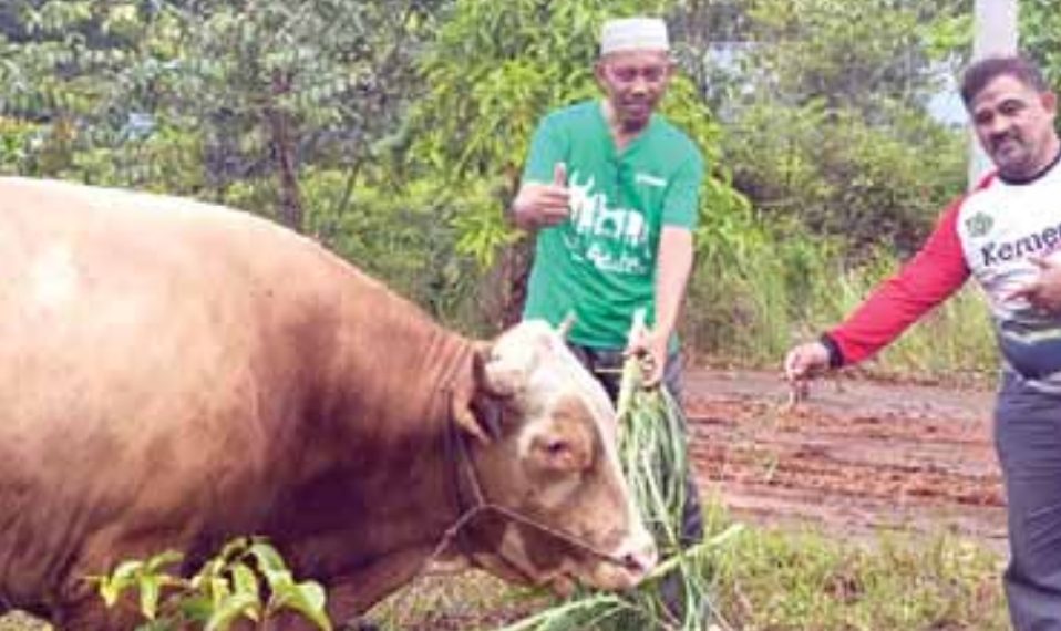 sapi kurban PT Vale e1780030945729