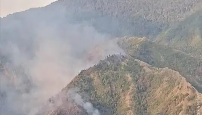 Diduga Dipicu Kelalaian Warga, 10 Hektare Hutan Pinus Gunung Nona Terbakar
