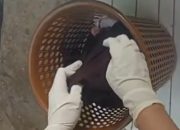 Jasad Bayi Baru Lahir Ditemukan di Tempat Sampah UGD Puskesmas Larompong Selatan