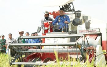 Panen Perdana di Walenrang Timur, Pemkab Luwu Targetkan Peningkatan IP Melalui Progra Oplah 8 e7da8807 1580 4536 a89b 48c0cc5a7b74 e1789638593986