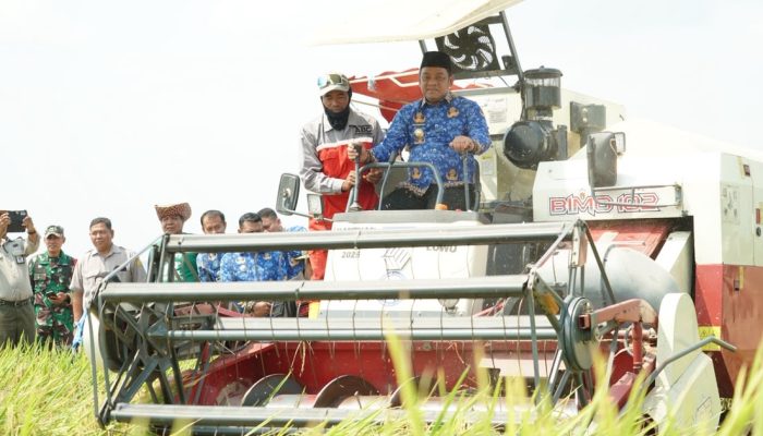 Panen Perdana di Walenrang Timur, Pemkab Luwu Targetkan Peningkatan IP Melalui Progra Oplah