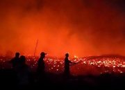 Belasan Hektare Pembuangan Limbah Kayu PT SGS Dilalap Api