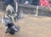 Empat Bulan Berlangsung, Aktivitas Perjudian Sabung Ayam di Suli Barat Lolos Dari Penindakan Pihak Kepolisian 10 WhatsApp Image 2026 10 22 at 17.32.22