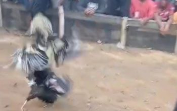 Empat Bulan Berlangsung, Aktivitas Perjudian Sabung Ayam di Suli Barat Lolos Dari Penindakan Pihak Kepolisian 3 WhatsApp Image 2026 10 22 at 17.32.22