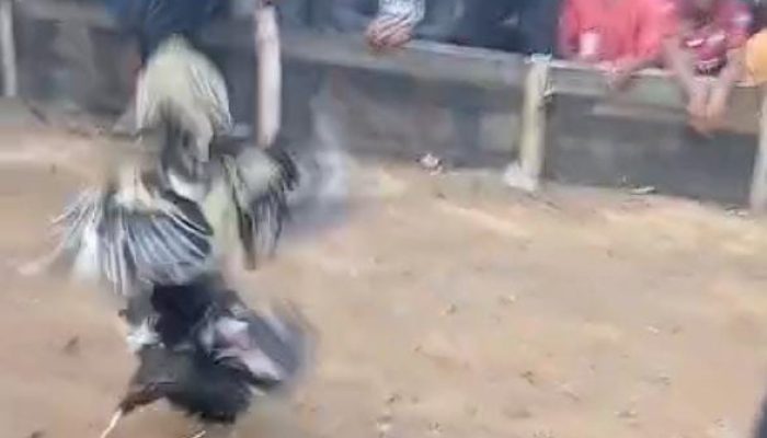 Empat Bulan Berlangsung, Aktivitas Perjudian Sabung Ayam di Suli Barat Lolos Dari Penindakan Pihak Kepolisian